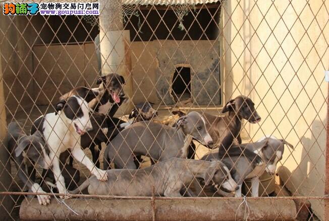 天津格力犬最新信息,自信与成就感的励志之旅