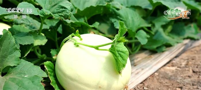 2024年最新甜瓜品种,一场自然美景的探索之旅