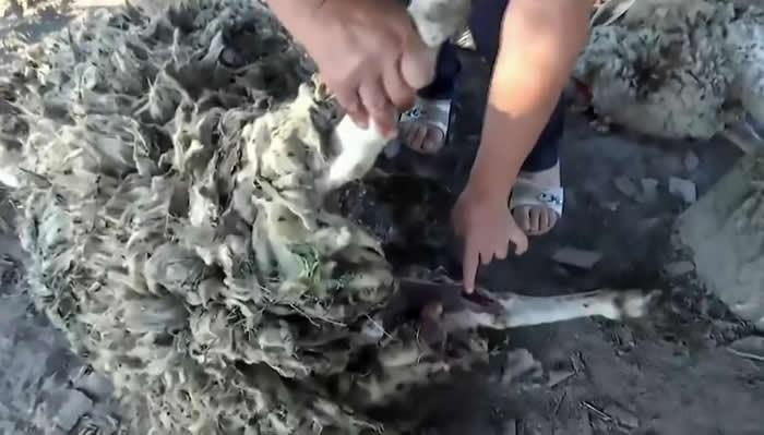 直播号绵羊,牧场新视界探索之旅