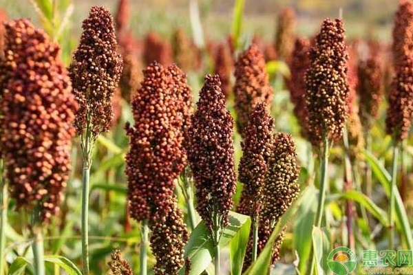 今日高粱价格最新报价,科技赋能,生活因高粱而精彩