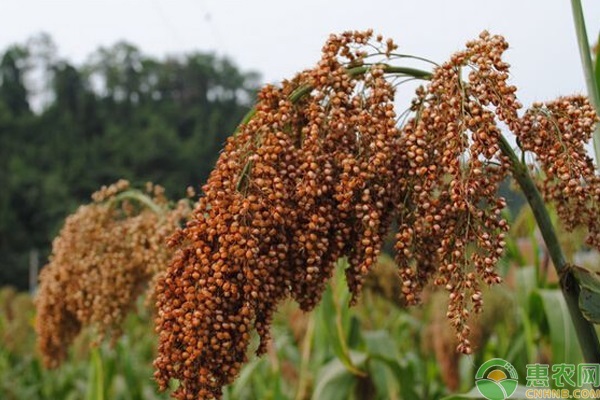 今日高粱价格最新报价,科技赋能,生活因高粱而精彩