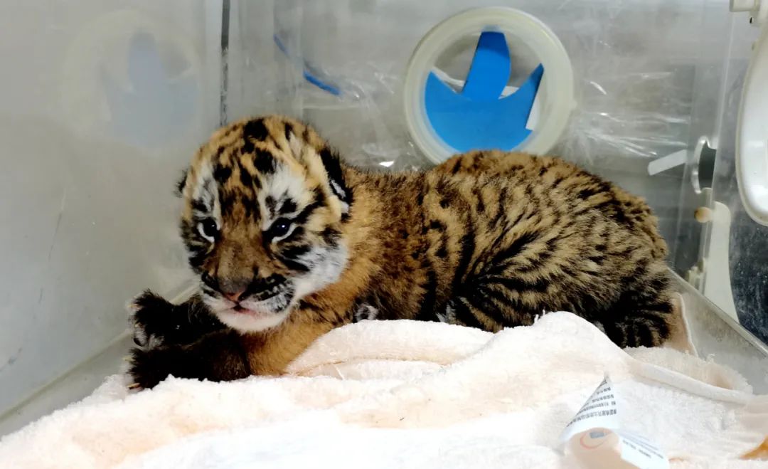 萌宠直播新星,直播间小虎引领风尚新潮流