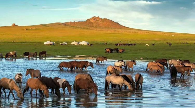 最新招聘放牧工人,共赴自然美景的探索之旅