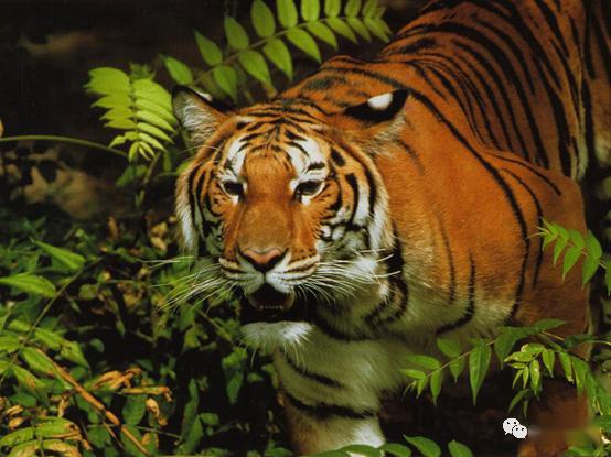 2024年白老虎正版资料,标准执行具体评价_GXE94.403数线程版