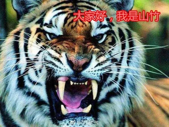 2024年白老虎正版资料,标准执行具体评价_GXE94.403数线程版