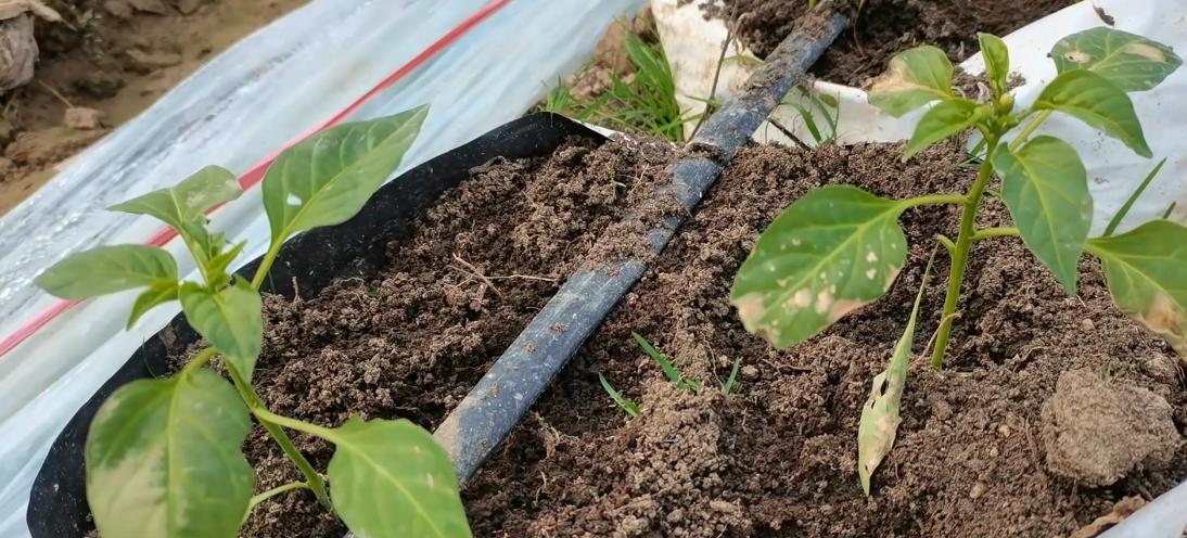 公司加农户最新种植,携手共创绿色未来,一起迎接变化带来的自信与成就感