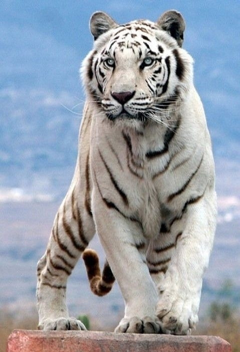 2024澳门白老虎正版资料,实时分析处理_ITB79.959先锋实践版