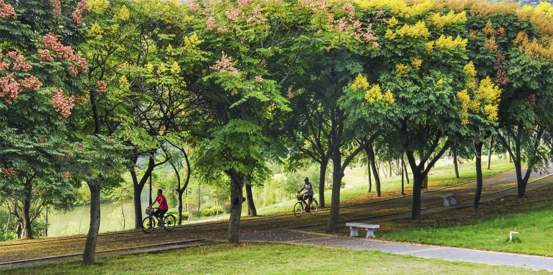 香樟店下最新信息,探索自然美景的旅行,寻找内心的平和