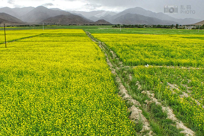 敖汉谷子最新价格,一场自然美景的旅行探索