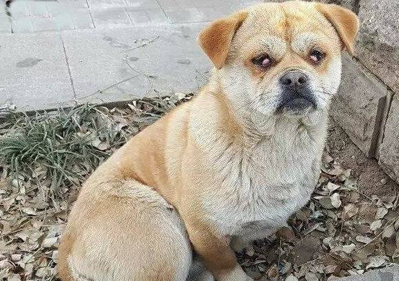 揭阳最新土狗出售信息——一段温馨的寻宠之旅