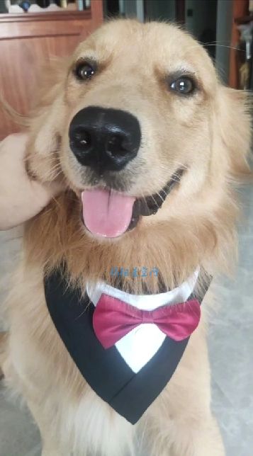 揭阳最新土狗出售信息——一段温馨的寻宠之旅