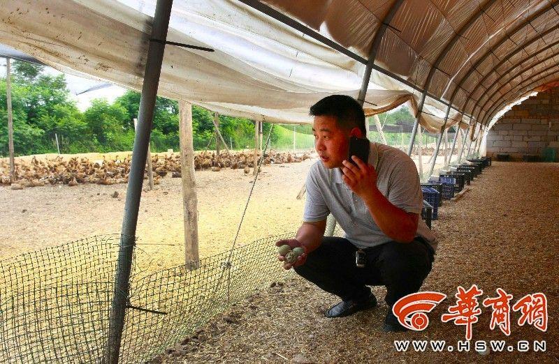 龙飞凤舞 第4页