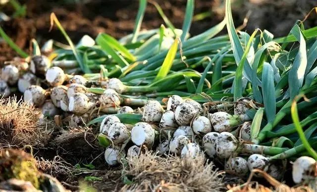 河南大蒜产地最新价格,一场寻找内心平静的绿意之旅