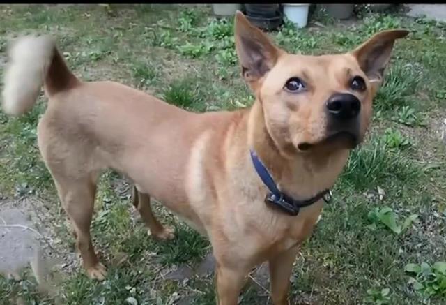 最新土狗斗狗比赛,一种文化现象的多维视角