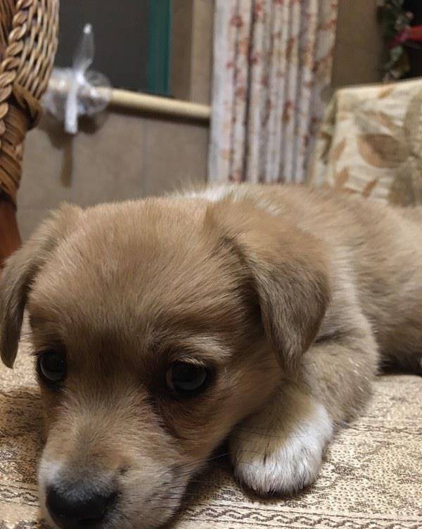 最新土狗斗狗比赛,一种文化现象的多维视角