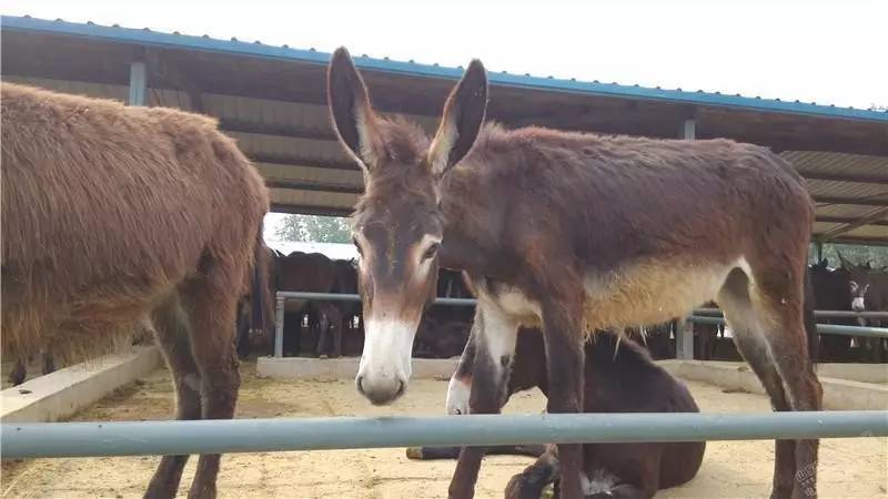 河北最新驴皮价格,变化中的学习,成就你的自信与梦想