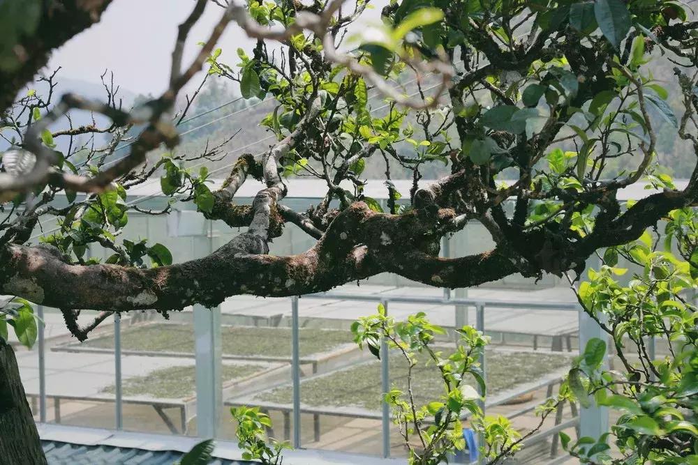 八奶奶的自然之旅,探索美景,寻找内心的平和与宁静