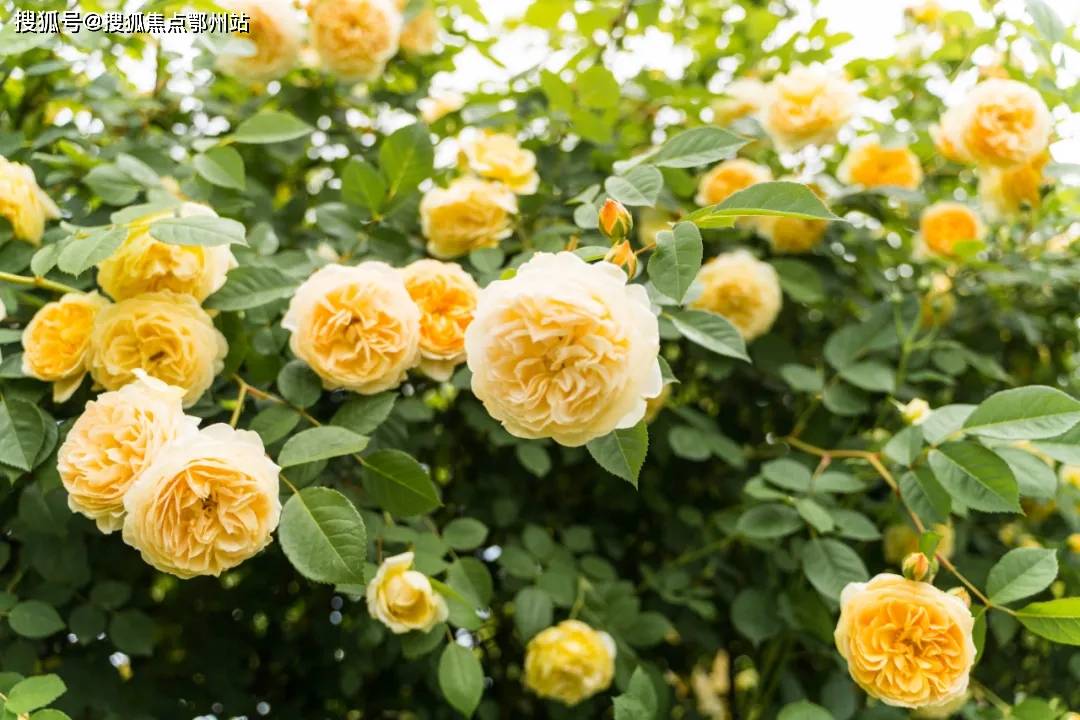 2024管家婆资料正版大全,创新解释说法_JPS35.665多元文化版