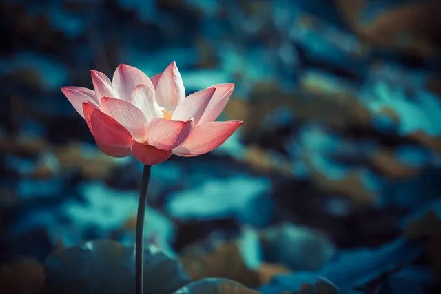 默默情深最新章节,情感深度,静待花开