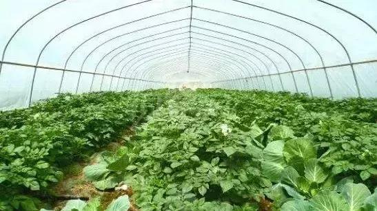 困兽犹斗 第4页