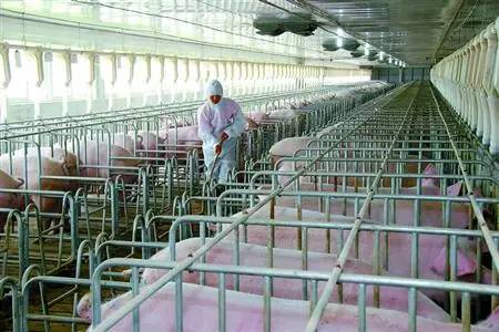 农村最新猪舍建设图片,现代化猪场建设的趋势与创新