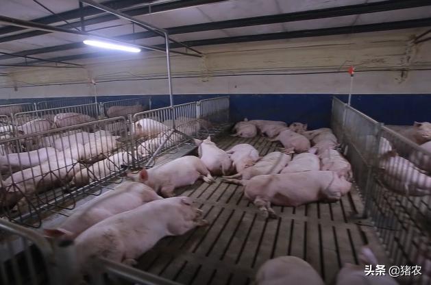 农村最新猪舍建设图片,现代化猪场建设的趋势与创新