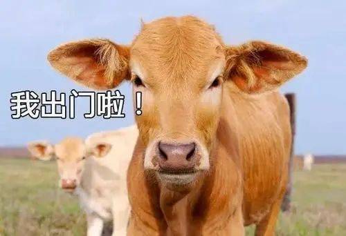 四不像正版+正版四不像,全面设计实施_WQO77.822知识版