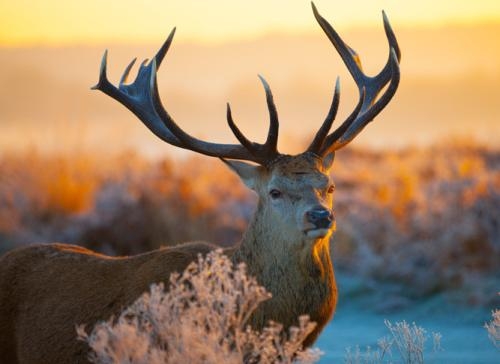 四不像正版+正版四不像,全面设计实施_WQO77.822知识版