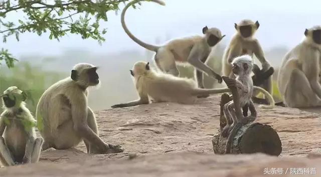 最新人与动物2016,一场探索自然美景的鼓舞人心之旅