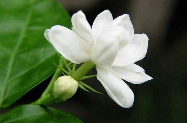 栀子夭夭最新章节,深度解析及其观点阐述