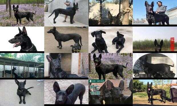 黑狼犬幼犬出售最新,购买指南与步骤详解