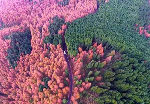 槐米价格最新动态,一场自然美景的旅行探索