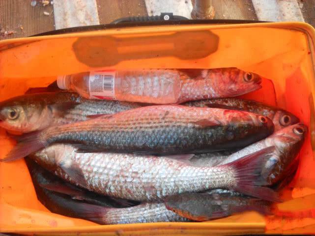 最新筏钓黑鲷视频,鱼与情的温馨纽带