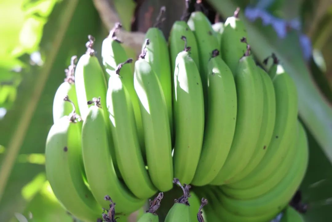 云南香蕉网最新信息——香蕉情缘