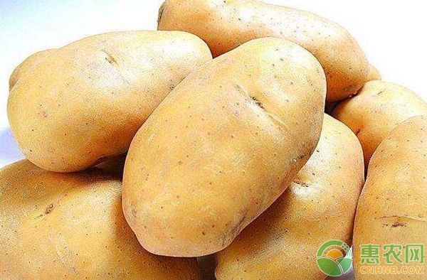 安徽土豆价格最新行情,小巷深处的土豆秘香
