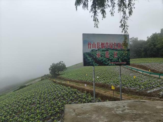 最新的手机墙纸绿色,变化的力量与自信的成就