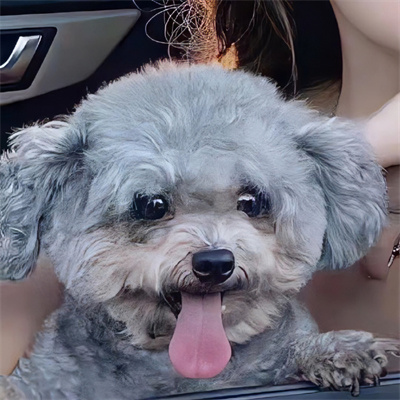 2024最新情头动物,潮流背后的故事与影响