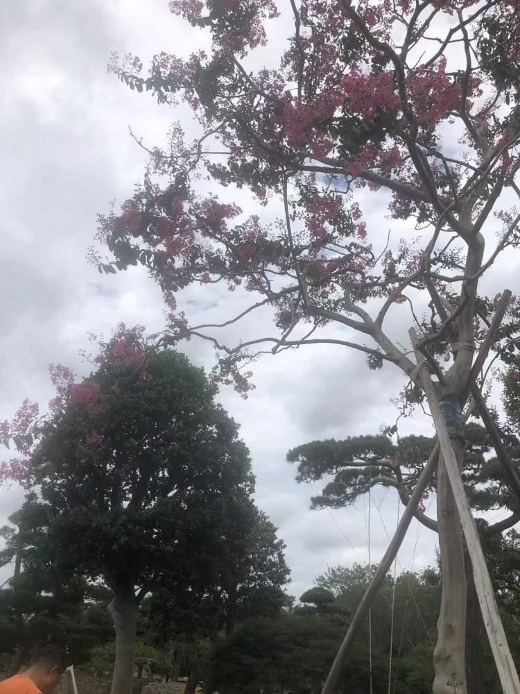 大虹桥最新规划华新,详细步骤指南(适合初学者与进阶用户)