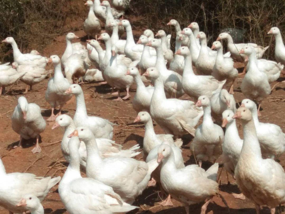 成品鹅价格最新行情指南