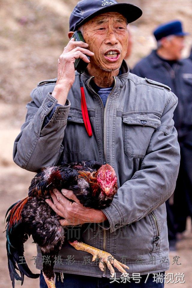 超级战斗鸡2最新,游戏亮点解析