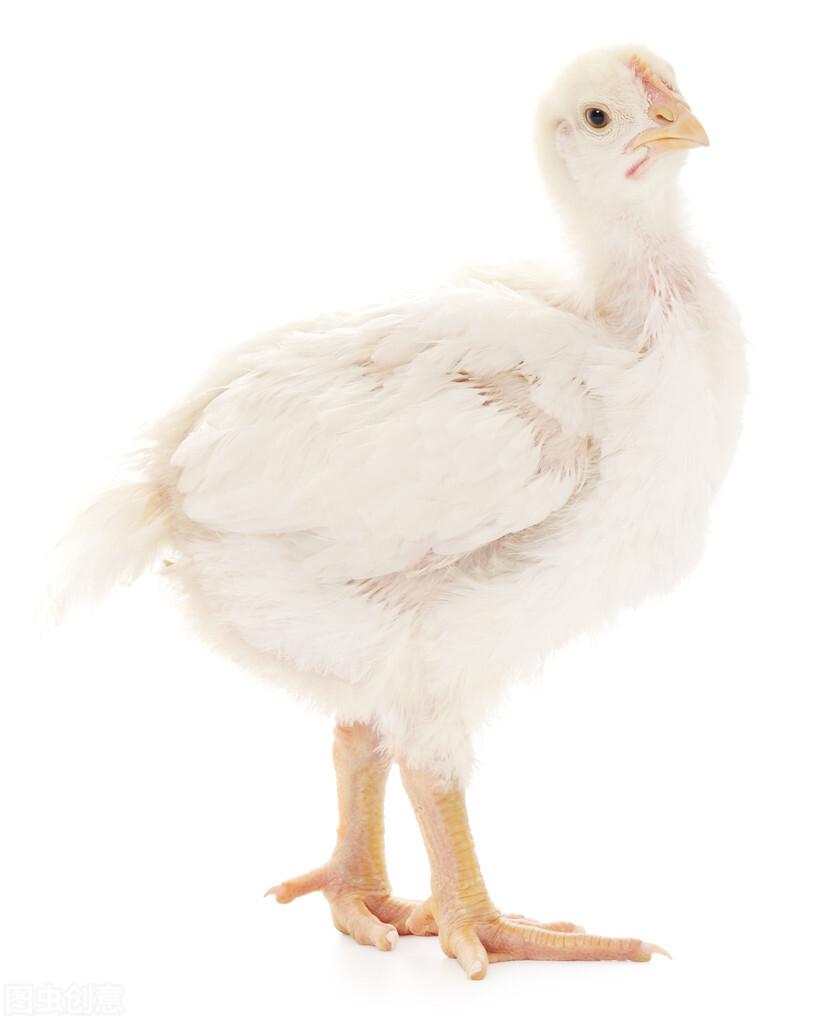 超级战斗鸡2最新,游戏亮点解析