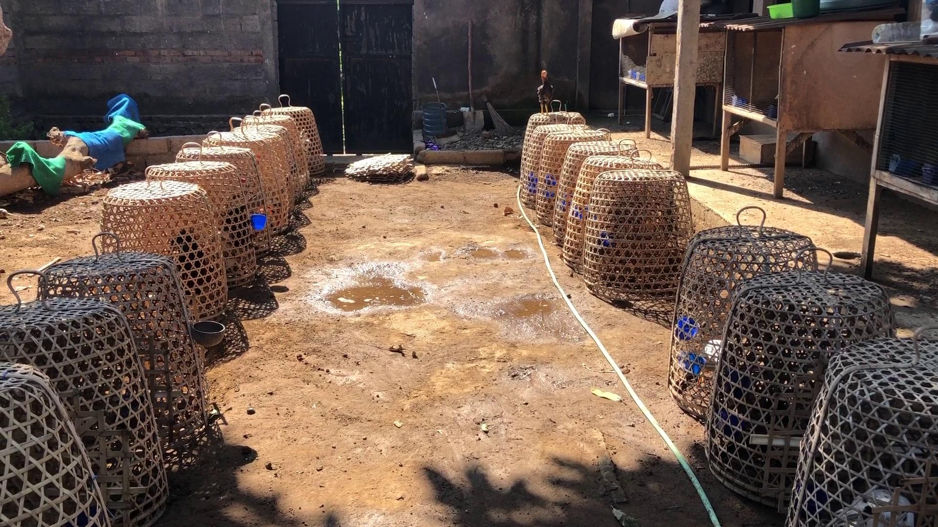 超级战斗鸡2最新,游戏亮点解析