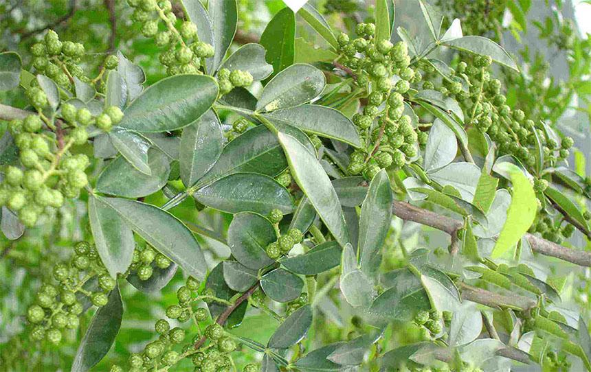 江津区最新厨师招聘——如何顺利应聘成为一名厨师