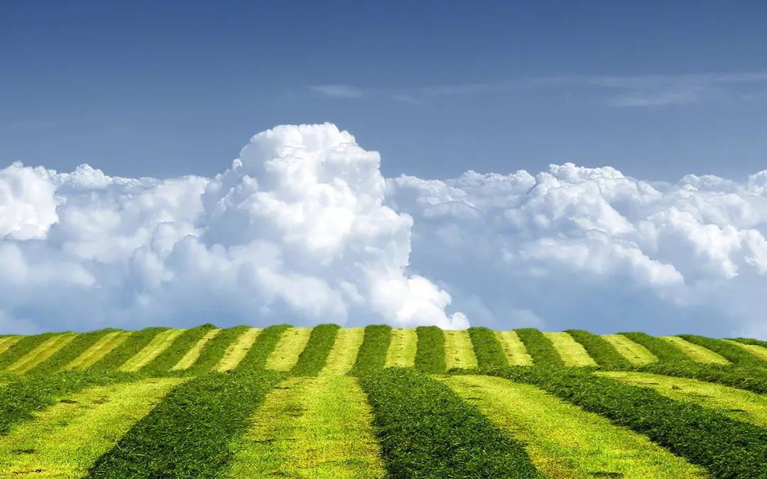 全椒林业改革中的绿意盎然与家的温馨故事