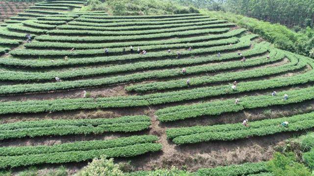 全椒林业改革中的绿意盎然与家的温馨故事