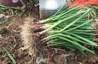 河南蒜苗价格最新行情指南