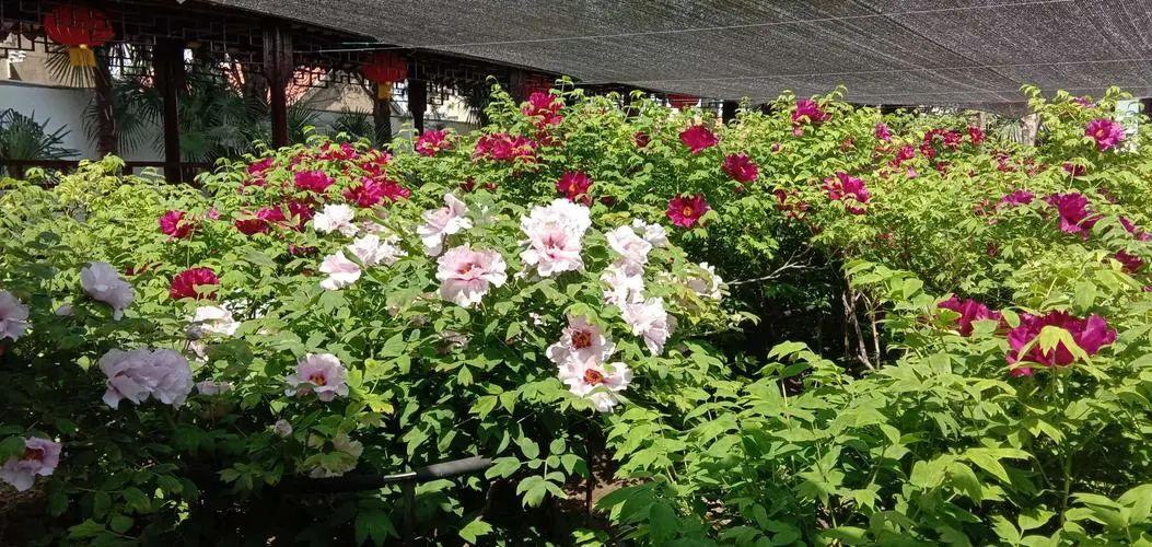 苏州电子厂暑假工最新招聘信息,小巷深处的电子制造工厂与你的夏日奇遇