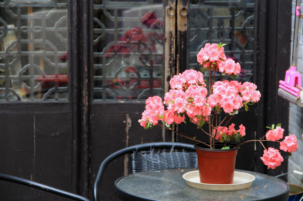 桃花朵朵开最新一期,巷弄中的秘密小店