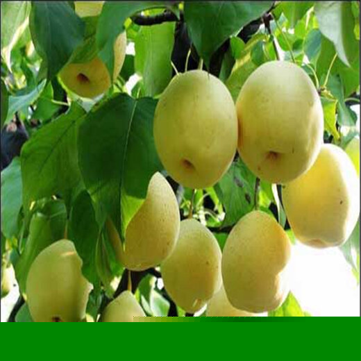 四平梨树贴吧最新消息