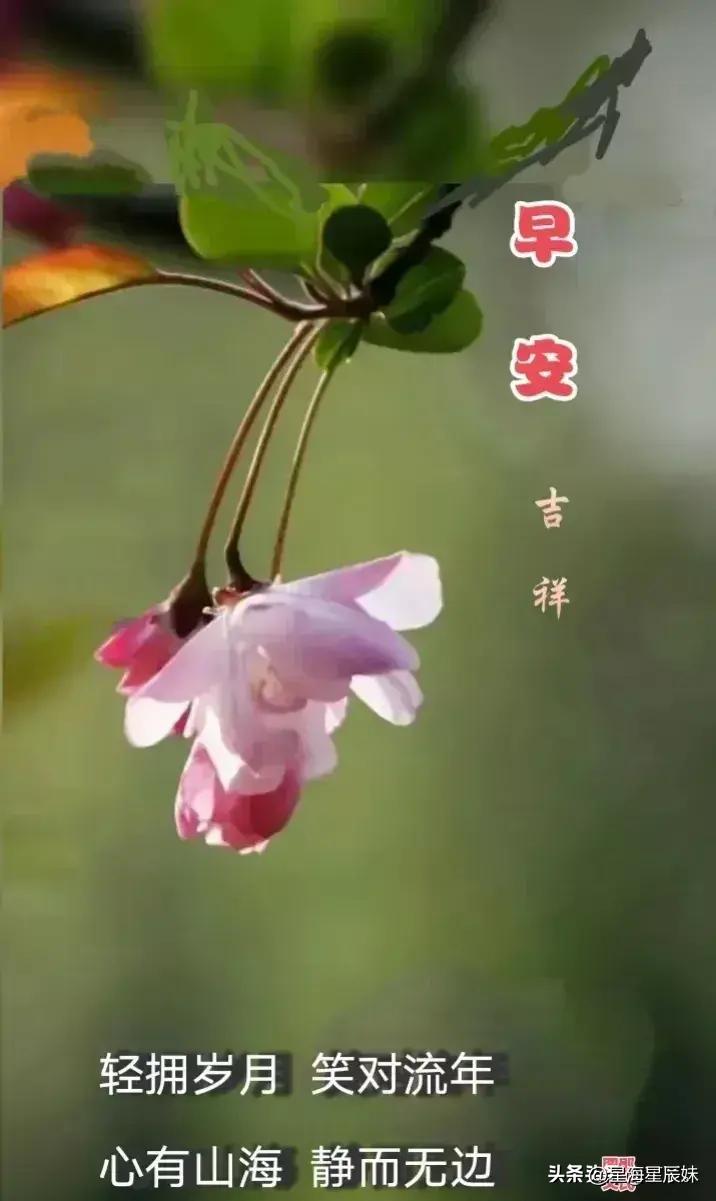 2024天天彩全年免费资料,理论考证解析_影像版95.336